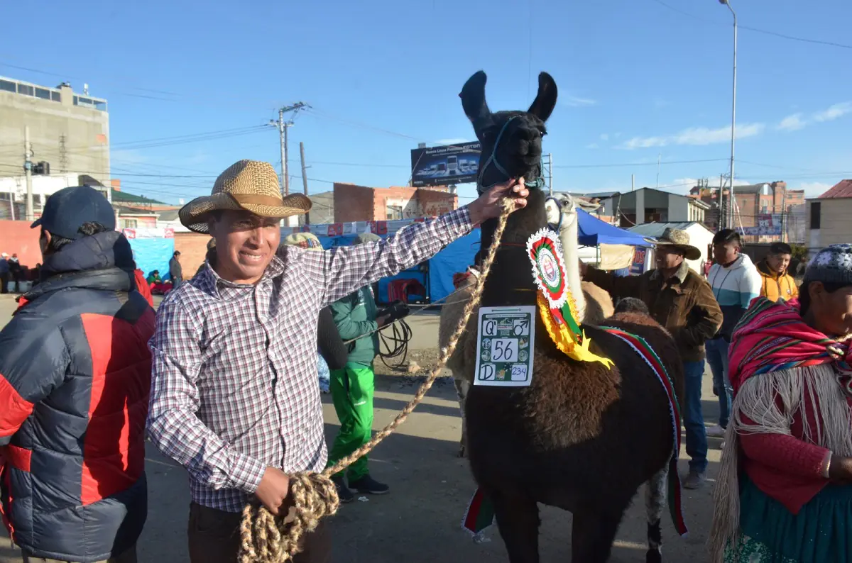 Están los mejores ejemplares de camélidos de La Paz/ Gob. de La Paz
