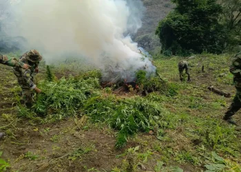 Las plantas de marihuana fueron incineradas por la FELCN/FELCN