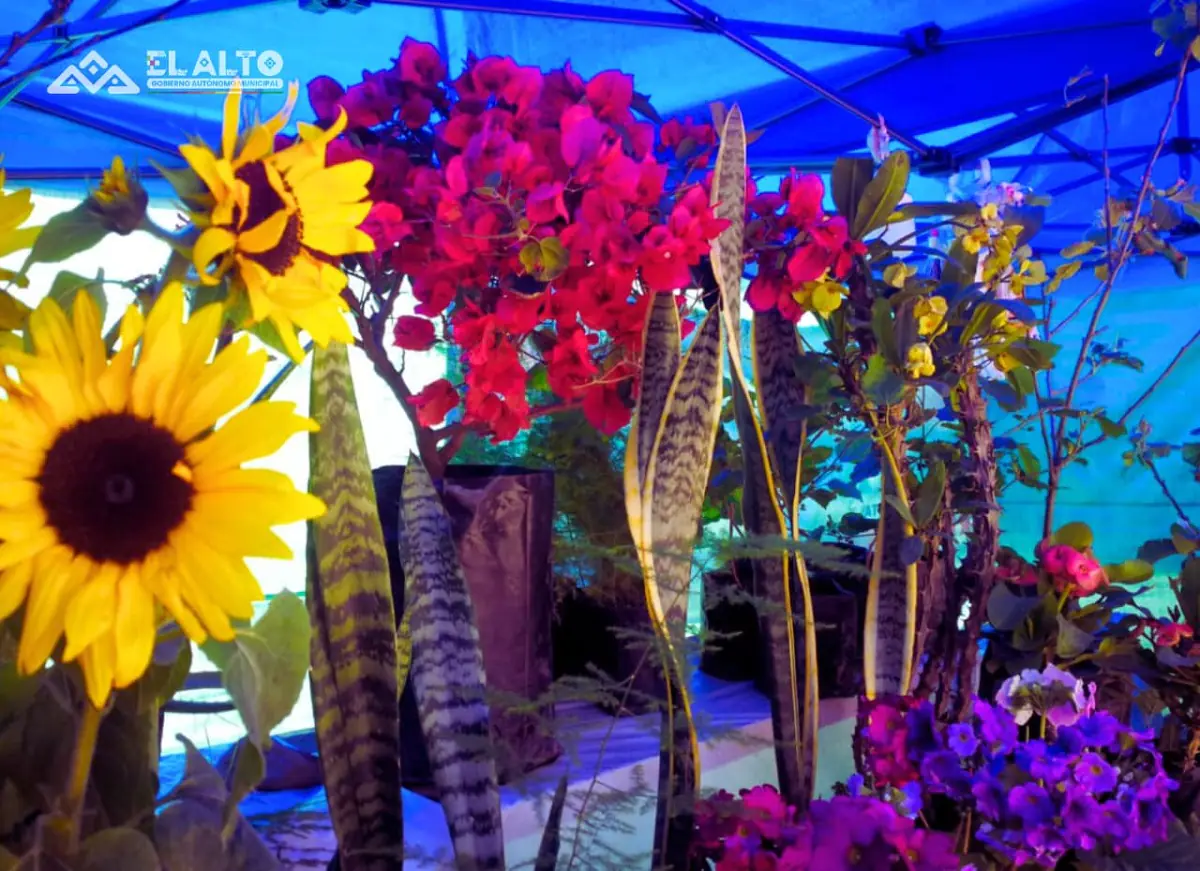 Los floricultores ofertan una gran variedad de flores/GAMEA