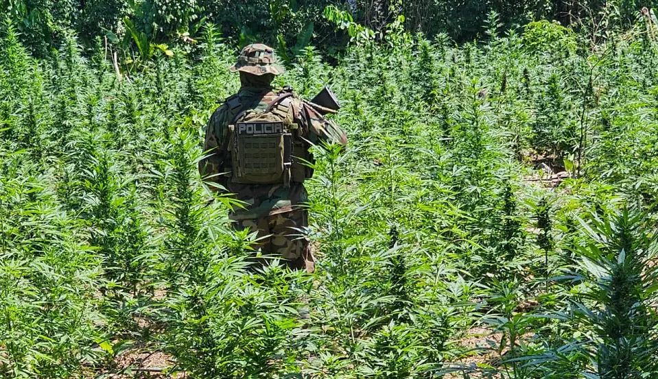 Los efectivos de UMOPAR hallaron plantaciones de marihuana/FELCN