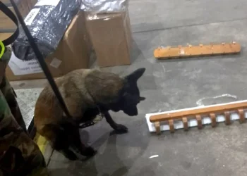 El olfato de Jade detecto la droga camuflada/FELCN