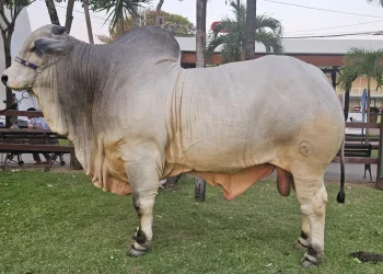 Teo FIV Santa Bárbara se consolida como el toro más pesado de la Expocruz 2025