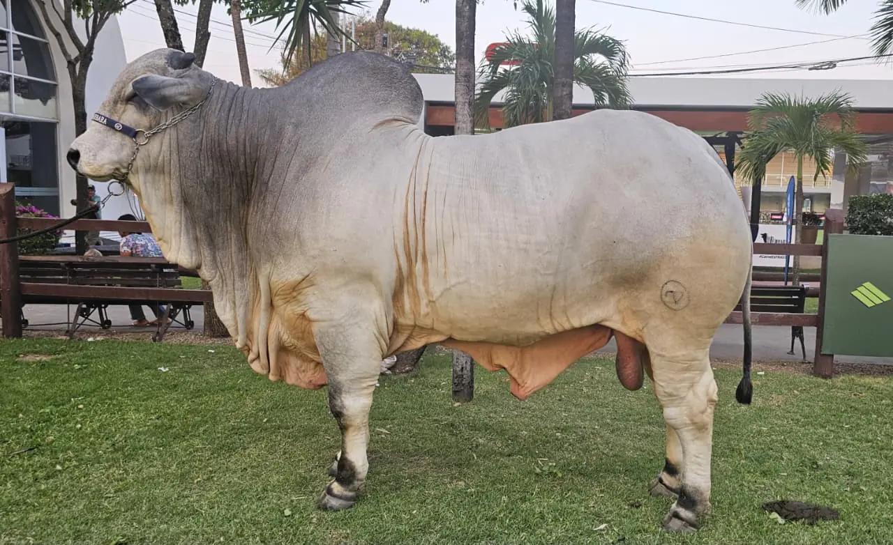 Teo FIV Santa Bárbara se consolida como el toro más pesado de la Expocruz 2025