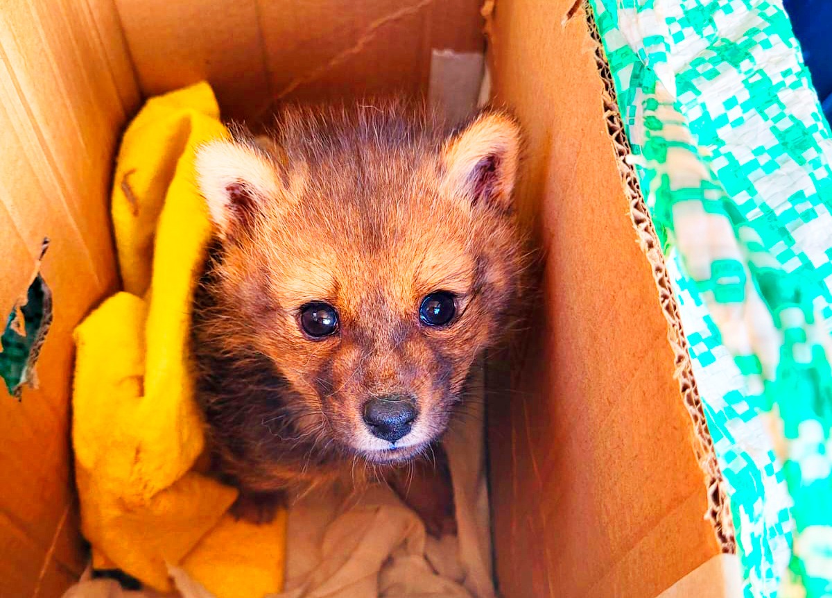 En un mes, cinco biocidios y 13 casos de maltrato contra animales se registraron en el país