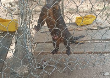 Un ‘minizoológico’ en Tipuani, Pofoma rescató animales y una turba trató de impedir su salida