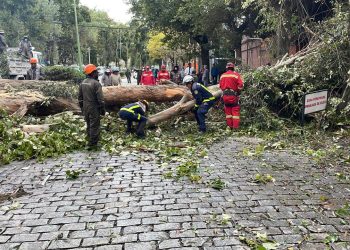 Un árbol cae sobre dos vehículos en la zona Sur de La Paz, hay una herida