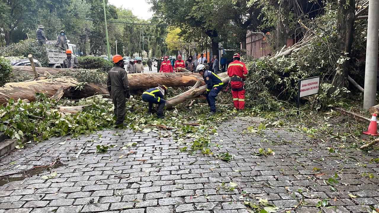 Un árbol cae sobre dos vehículos en la zona Sur de La Paz, hay una herida