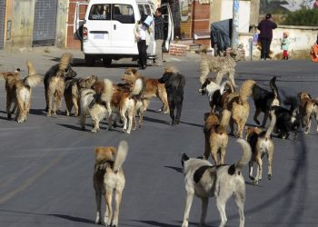 Una adolescente es atacada por una jauría de al menos 30 perros cuando iba a comprar pan