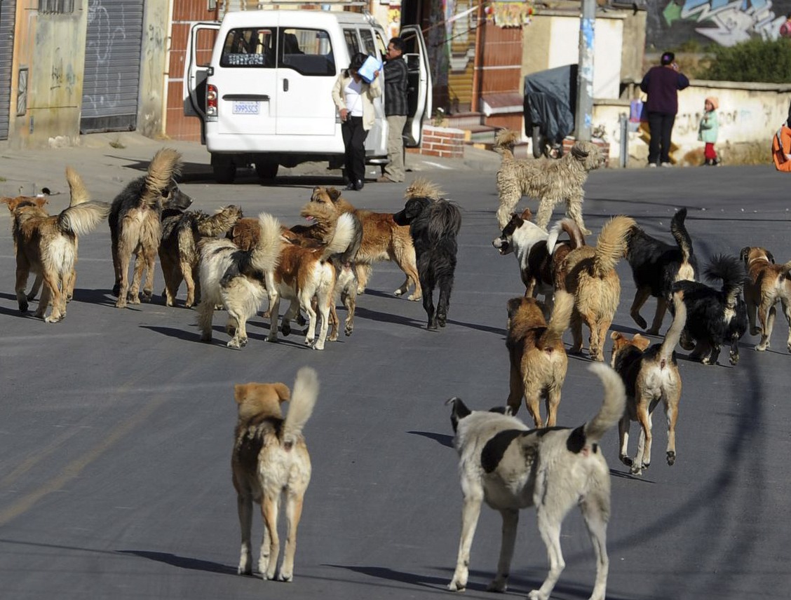 Una adolescente es atacada por una jauría de al menos 30 perros cuando iba a comprar pan
