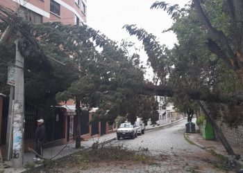 Un árbol longevo cae sobre el tendido de cables eléctricos. Foto: Abya Yala TV