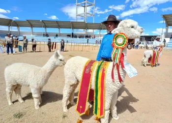 La alpaca campeona de Gabriel Blanco. Fotos: Rubén Atahuichi, Jonás Mollo y RPO'S Turco