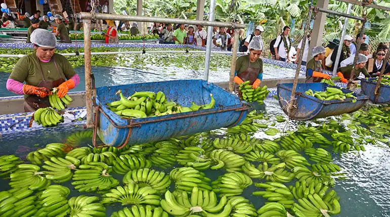banana
