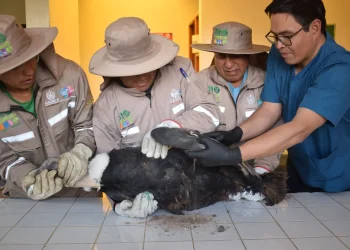 Cóndor ‘Macha’ se recupera y alza vuelo en libertad