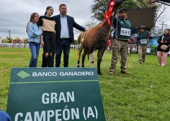 Los camélidos se lucen en la Expocruz 2025