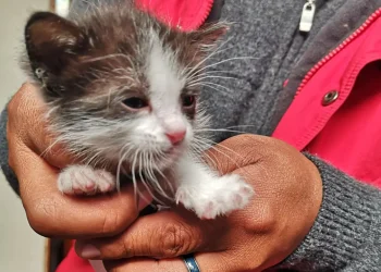 Mascotas rescatadas buscan este jueves un nuevo hogar en El Alto
