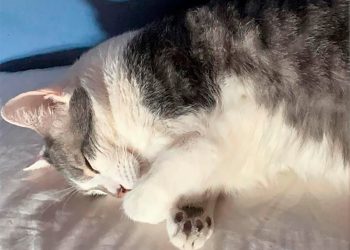 El proceso administrativo se cierra a 29 días del extravío de Tito, no hay rastros del gato