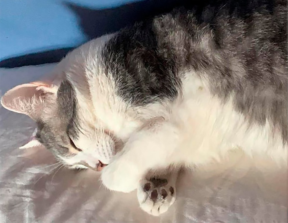 El proceso administrativo se cierra a 29 días del extravío de Tito, no hay rastros del gato