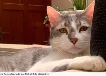 El gato Tito fue extraviado por BoA. Foto: RRSS