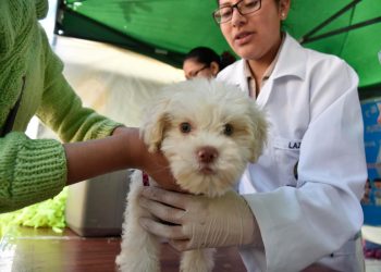 En La Paz, funcionarios ediles se convertirán en padrinos de esterilización de mascotas