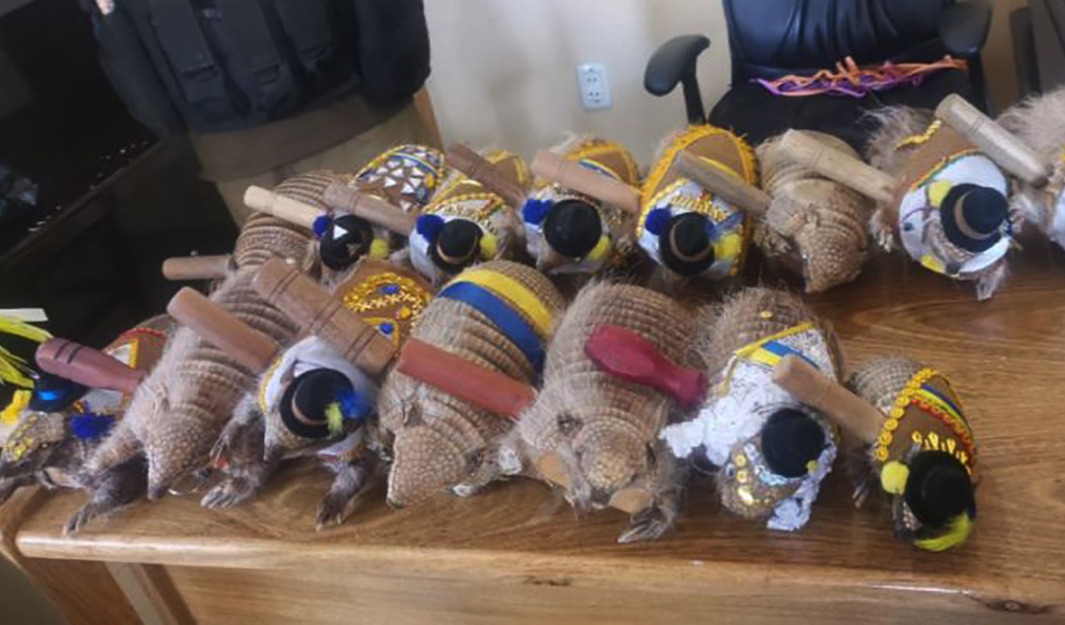 Prohibido el uso de plumas y pieles de la fauna silvestre en las entradas del Carnaval