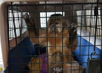 Dos monitos son rescatados por Pofoma, cazadores mataron a su mamá