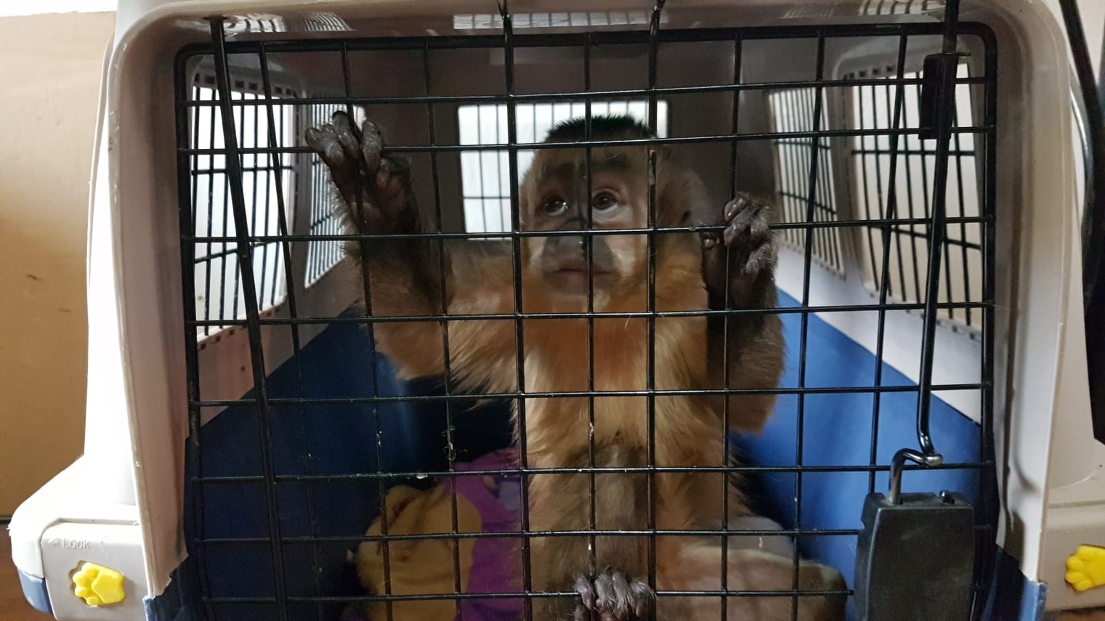 Dos monitos son rescatados por Pofoma, cazadores mataron a su mamá