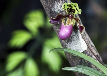 Descubren dos nuevas especies de plantas