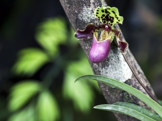 Descubren dos nuevas especies de plantas