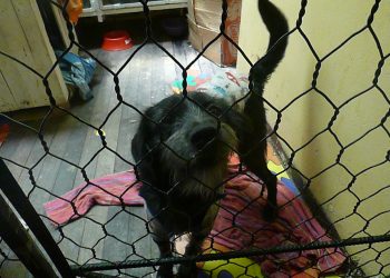 Tras sobrevivir a la artrosis y fracturas, Negrito y Gitano buscan ser adoptados por un hogar amoroso
