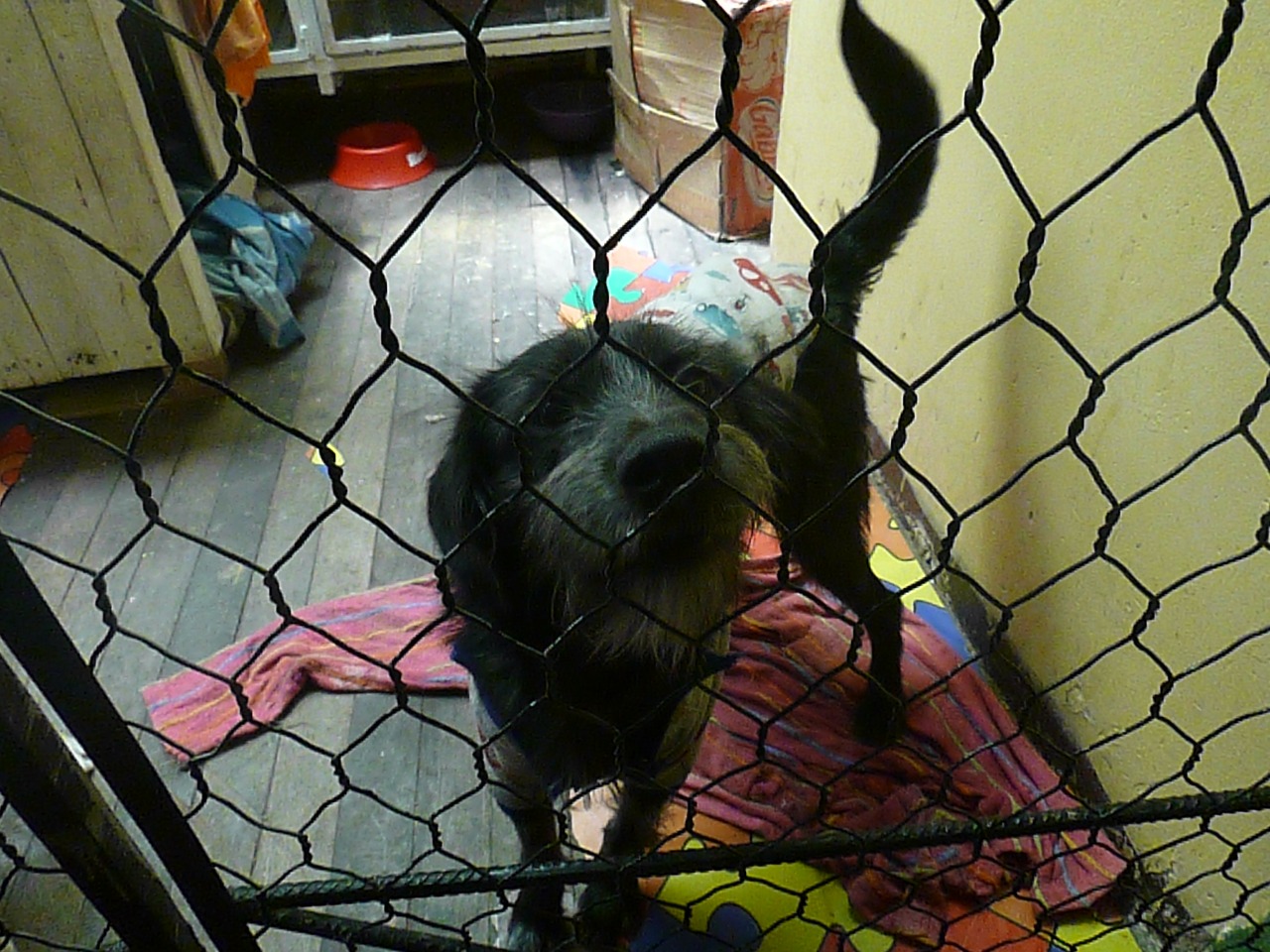 Tras sobrevivir a la artrosis y fracturas, Negrito y Gitano buscan ser adoptados por un hogar amoroso