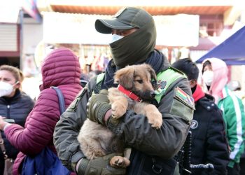 Al menos 30 perros vivían hacinados en una casa, Pofoma fue a rescatarlos