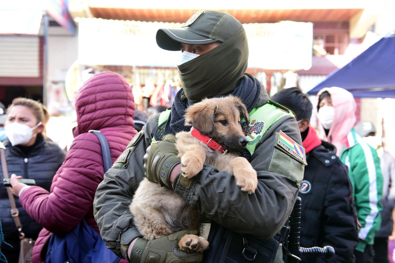 Al menos 30 perros vivían hacinados en una casa, Pofoma fue a rescatarlos