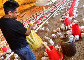 Una granja de pollos de los valles del país en plena operación.