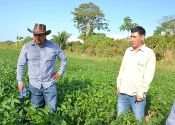 Gobierno consolida base productiva de soya en Ixiamas