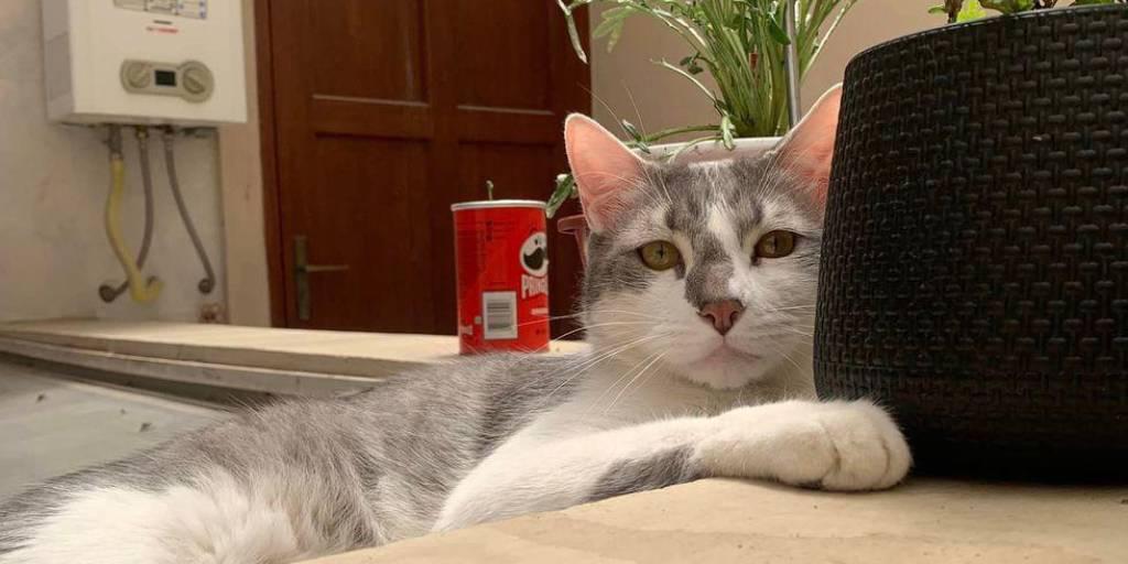 La ATT sanciona con Bs 50.000 a BoA por el extravío del gato Tito y anuncia conciliación con la dueña