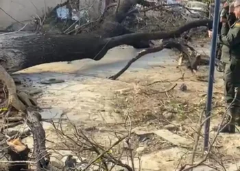 Vientos afectan semáforos y árboles en Tarija; hay alerta