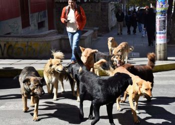 Una persona fue contagiada de rabia canina por un perro de tres años que no contaba con vacunas.
