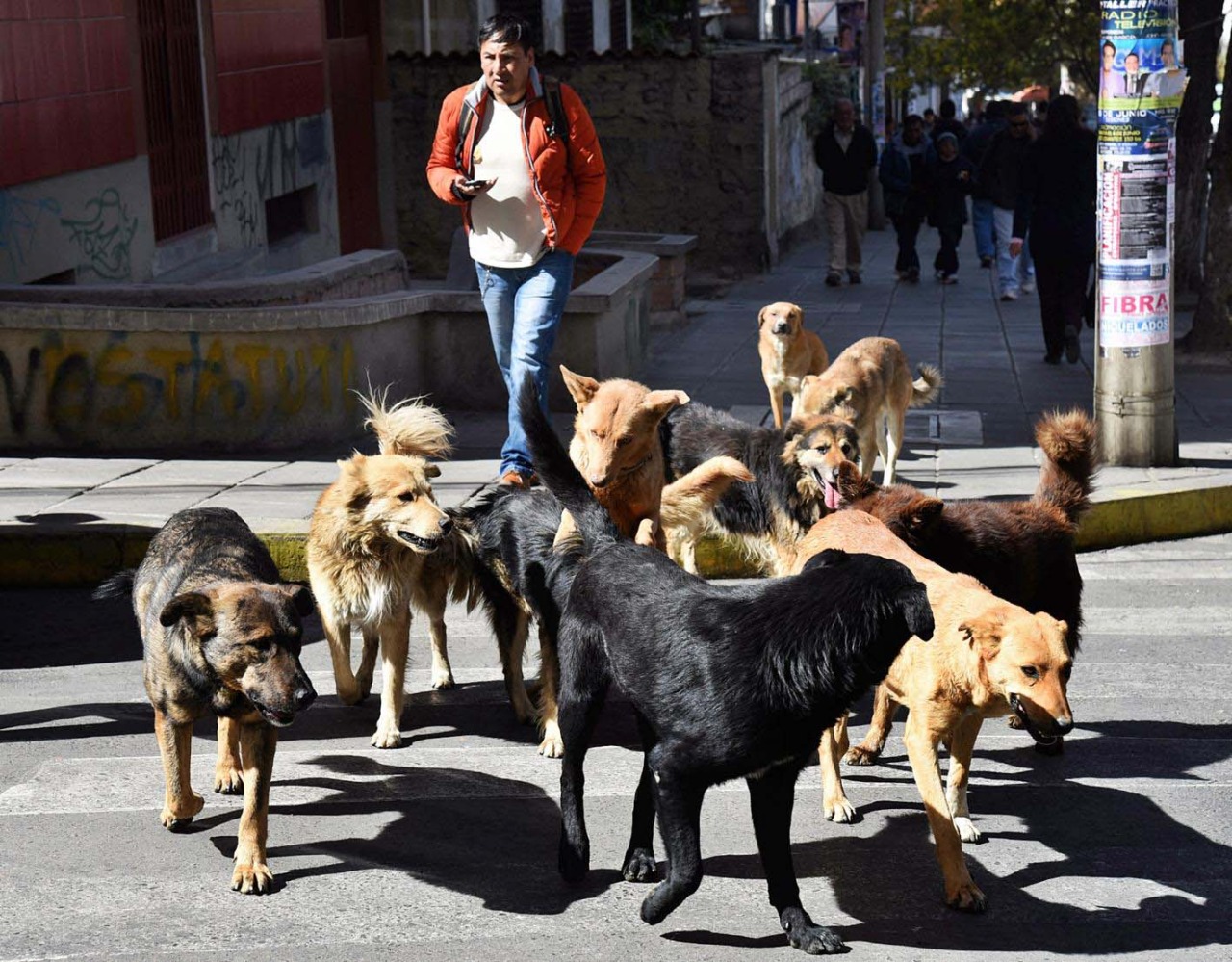 Una persona fue contagiada de rabia canina por un perro de tres años que no contaba con vacunas.