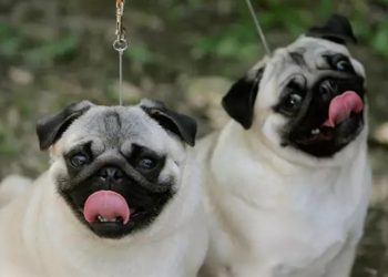 Países Bajos anuncia una posible prohibición de perros carlinos.
