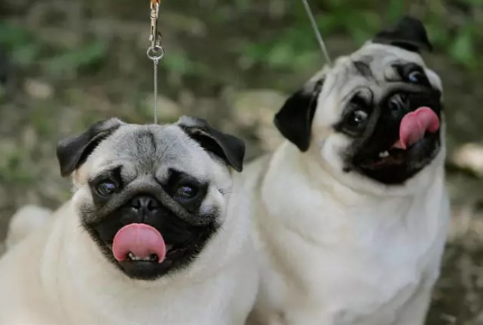 Países Bajos anuncia una posible prohibición de perros carlinos.