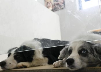 El negocio de cuidar mascotas regresa en China.