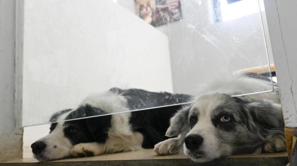 El negocio de cuidar mascotas regresa en China.