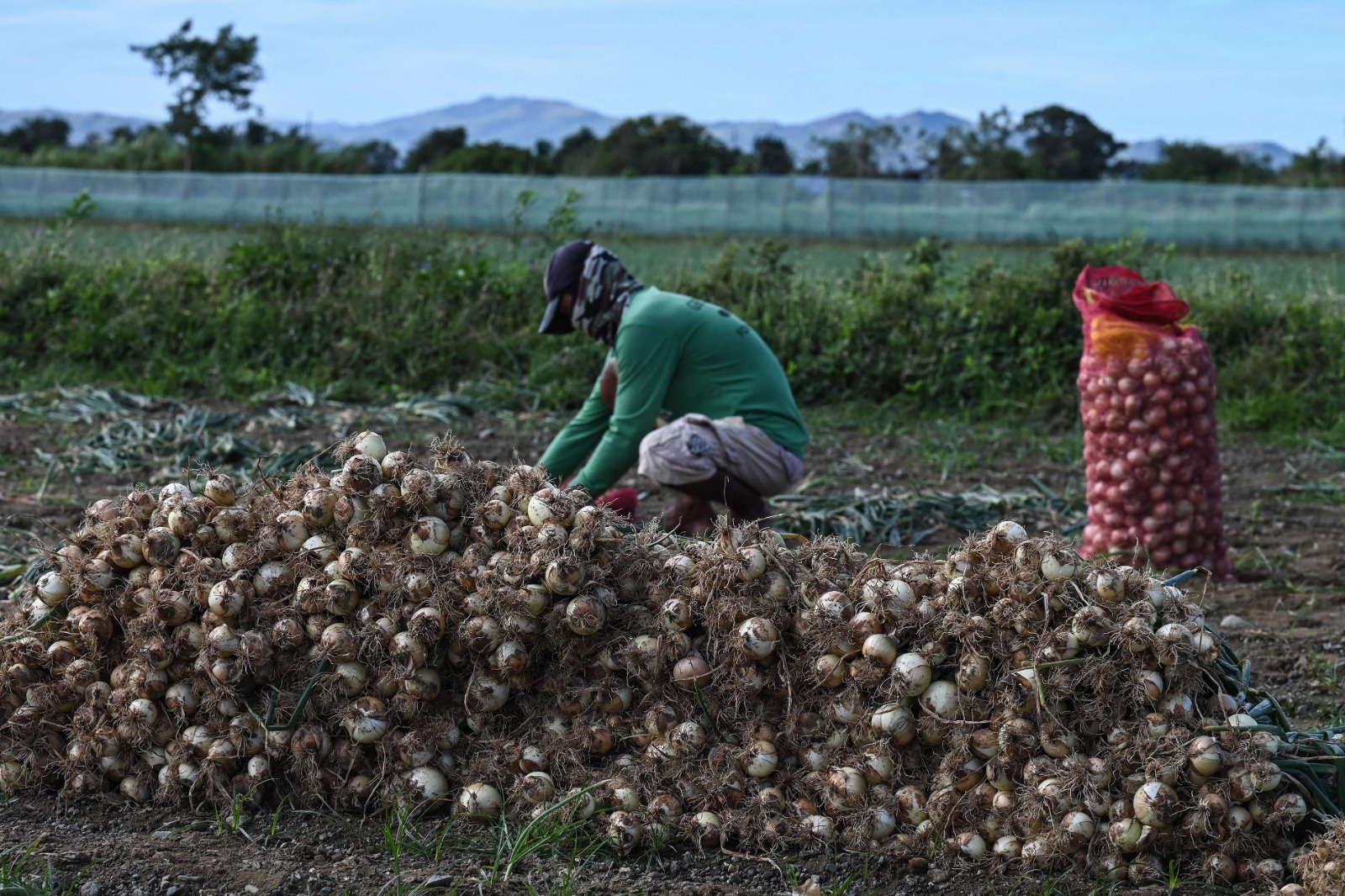 La cebolla se convierte en un producto de lujo en Filipinas.