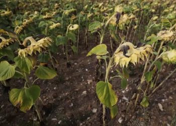 Béchu insta a los prefectos a imponer restricciones al consumo de agua.