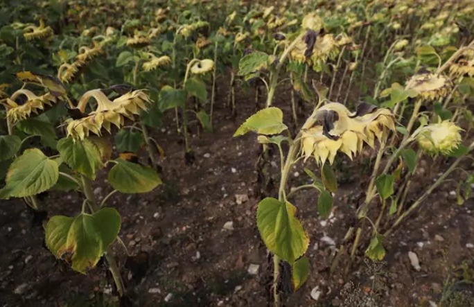 Béchu insta a los prefectos a imponer restricciones al consumo de agua.