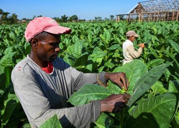 Exportaciones de puros habanos creció 2% en 2022.