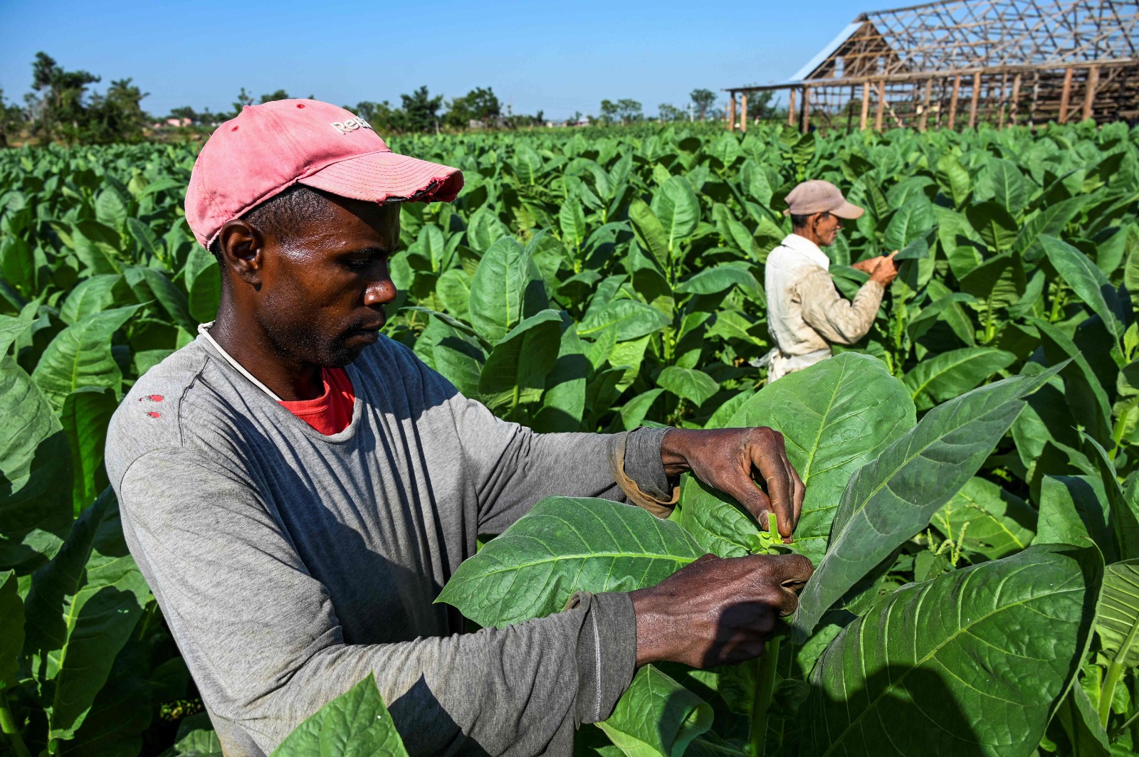 Exportaciones de puros habanos creció 2% en 2022.