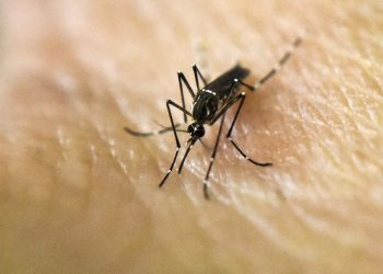 Mosquitos estériles serán liberados para reducir el dengue, zika.