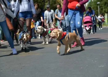 Un desfile de mascotas por San Roque. FOTO: GAMLP