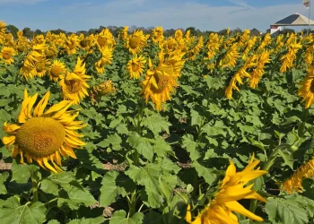 San Julián, capital del girasol, con 95.000 hectáreas en producción